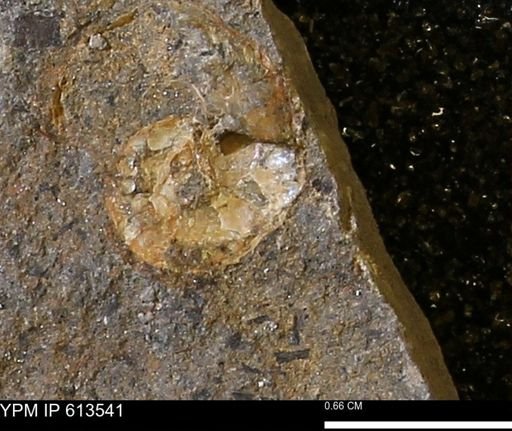 Scaphites sp.