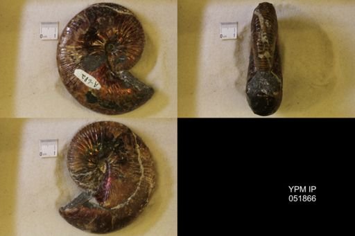 Hoploscaphites nicolletii
