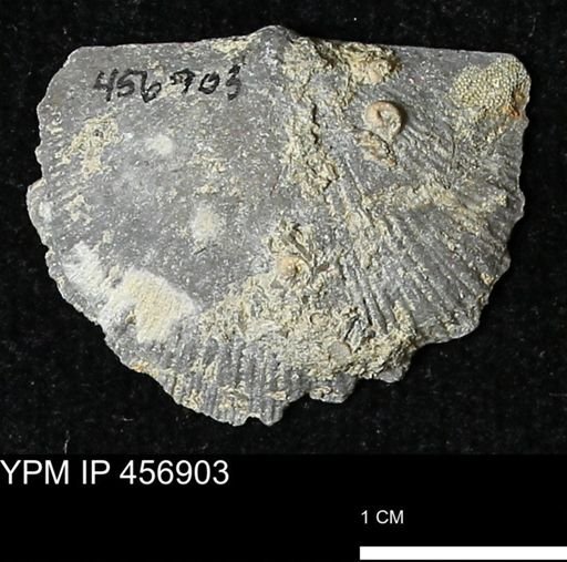 Stropheodonta sp.