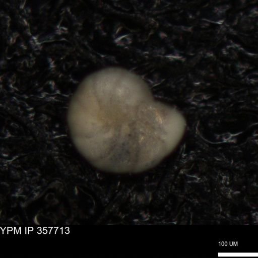 undet. Foraminiferida