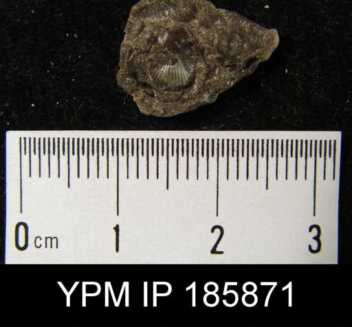 Chonetes mucronatus