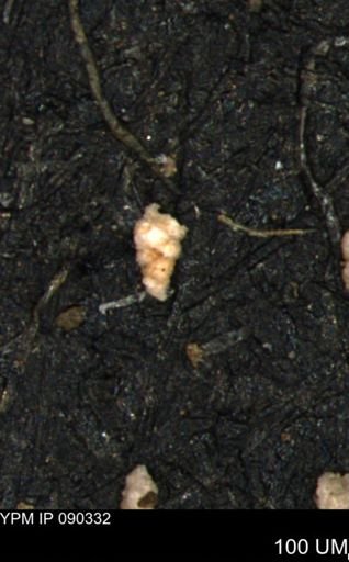 Verneuilinoides kansasensis