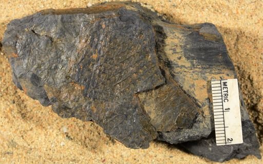 Lepidodendron sp.