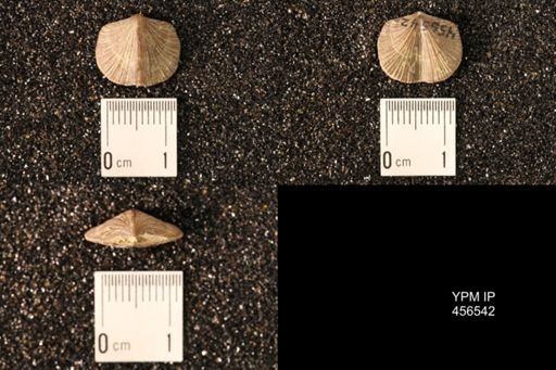 Dalmanella testudinaria