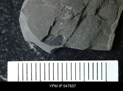 undet. Eurypterida