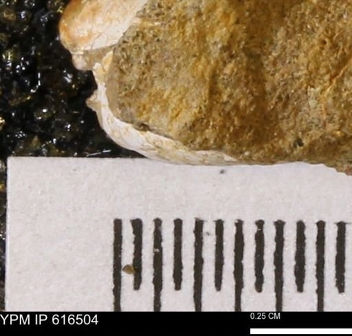 Protocardia subquadrata