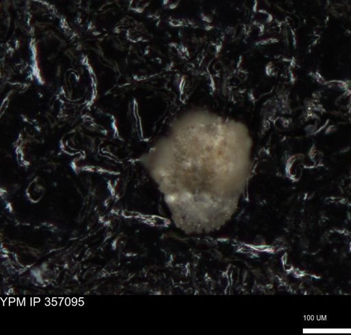 undet. Foraminiferida