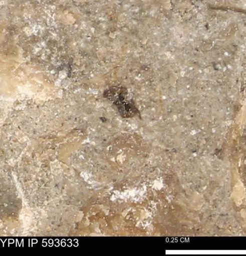 undet. Mollusca