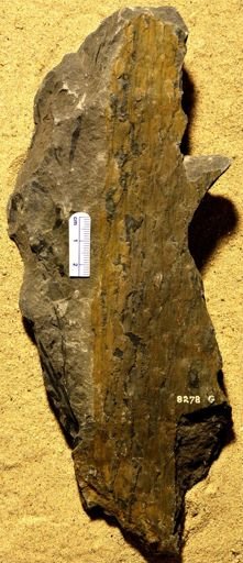 Knorria sp.