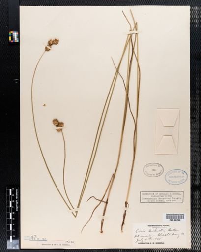 Carex bicknellii