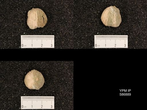 Rhynchotrema capax