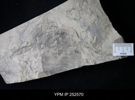 Eurypterus dekayi
