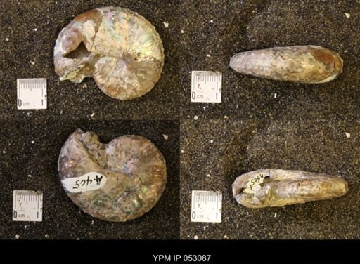 Discoscaphites conradi