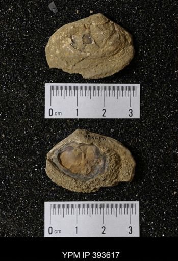 Ostrea glabra