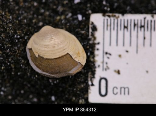 Limopsis striatopunctatus