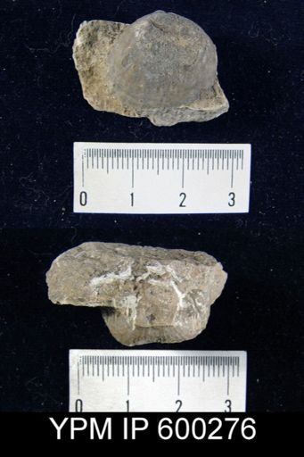 Pustula nebrascensis