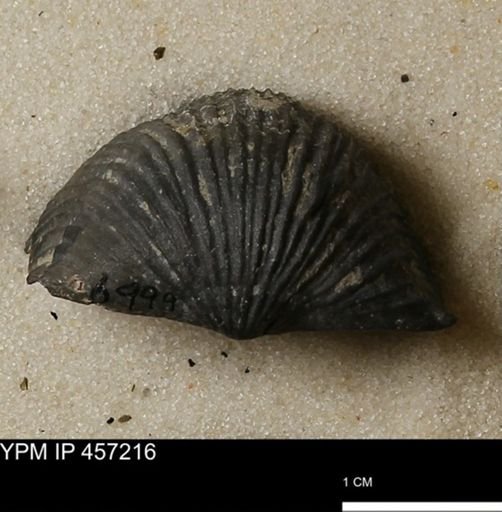 Stropheodonta navalis boonensis