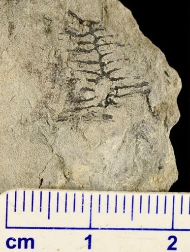 Calamites sp.