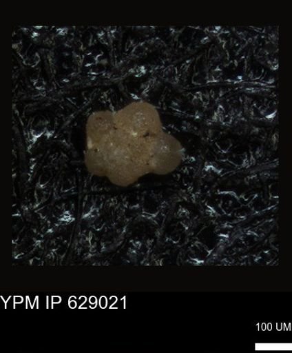 undet. Foraminiferida