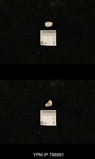 undet. Brachiopoda
