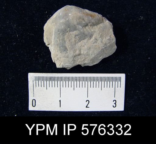 Eospirifer radiatus