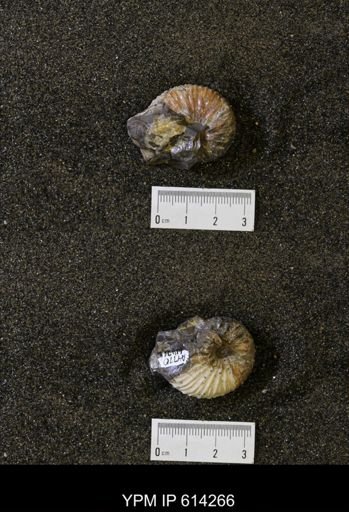 undet. Scaphitidae