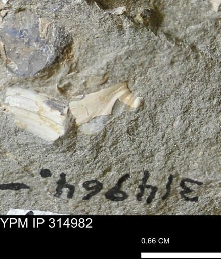 undet. Scaphitidae