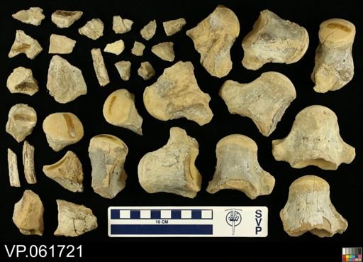 undet. Mosasauridae