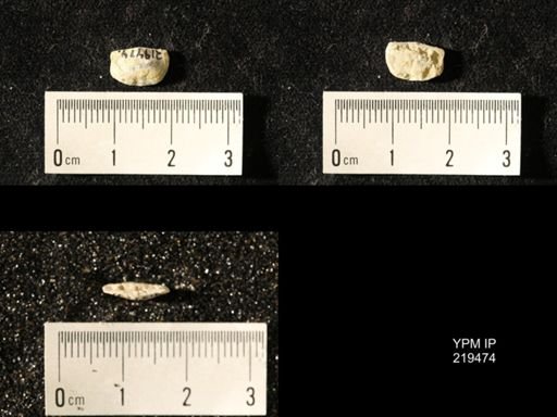 Chonetes granulifer