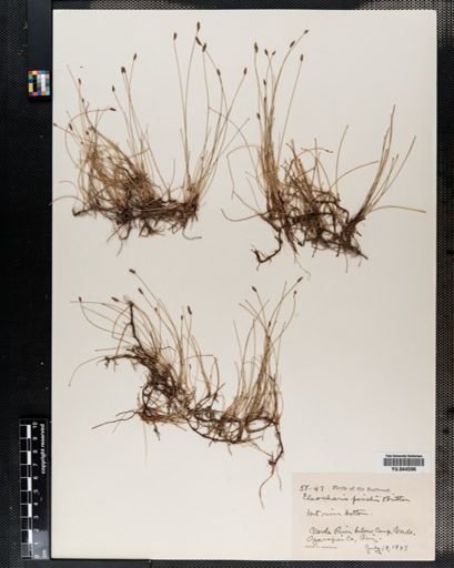 Eleocharis