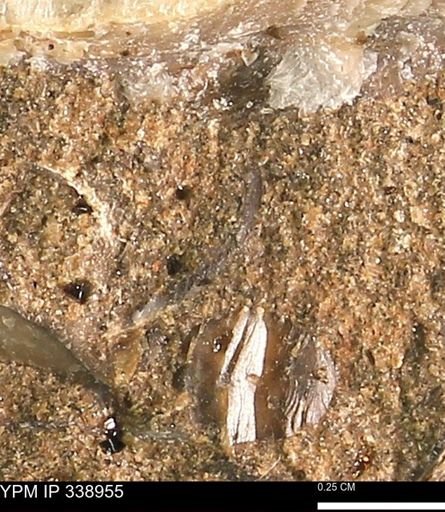 undet. Bivalvia