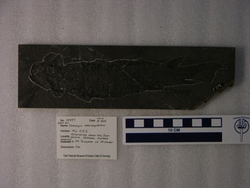 Osteolepis macrolepidotus