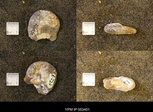 Discoscaphites conradi