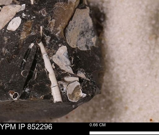 undet. Bivalvia
