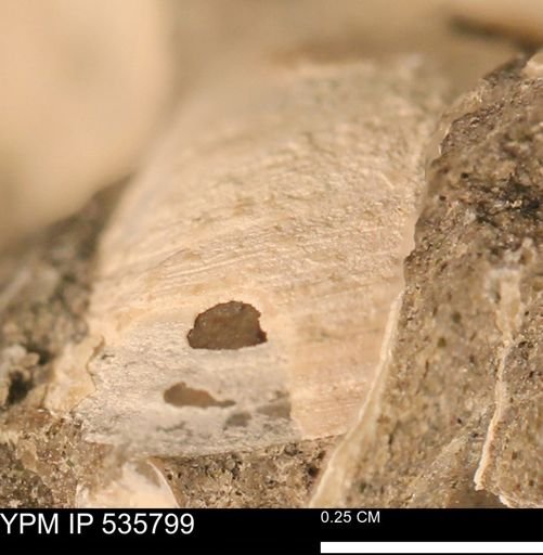 Limopsis striatopunctatus