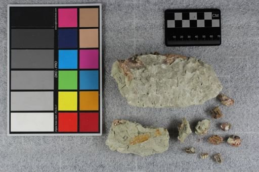 Mesohippus bairdi
