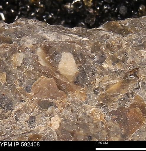 undet. Bivalvia