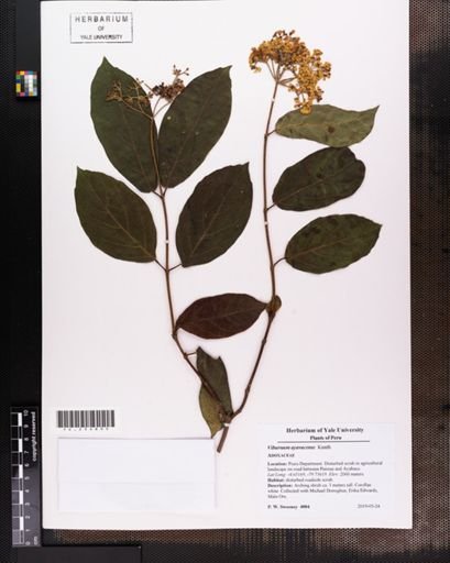 Viburnum ayavacense