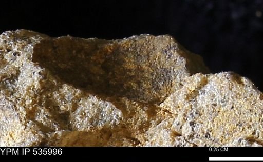 Goniobasis tenuicarinata