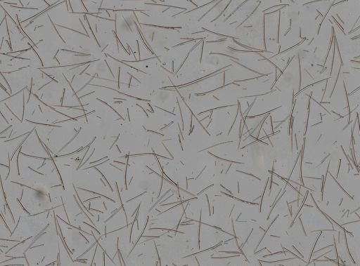 Ptilocaulis walpersii