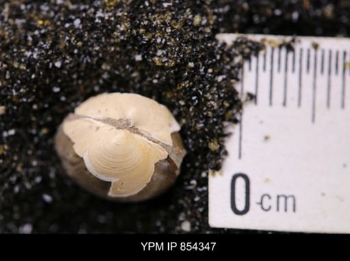 Limopsis striatopunctatus