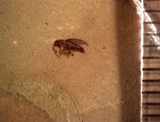 Cryptorhynchinae?