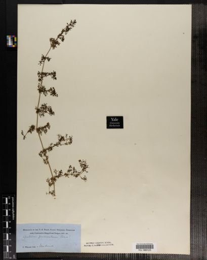 Plantae