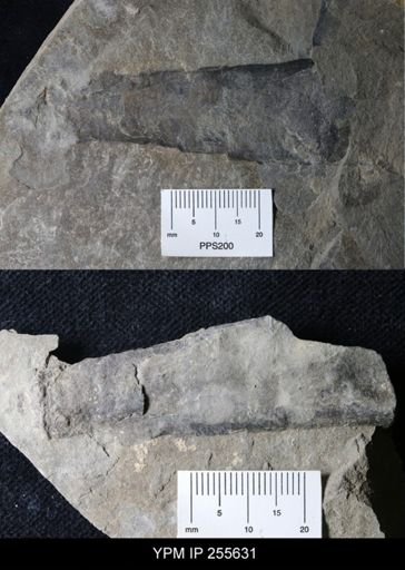 Nautiloidea