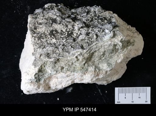 undet. Bivalvia