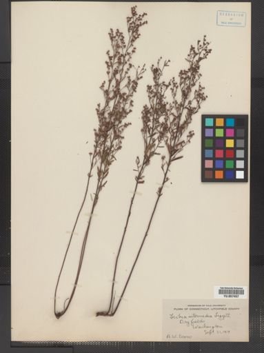 Lechea intermedia