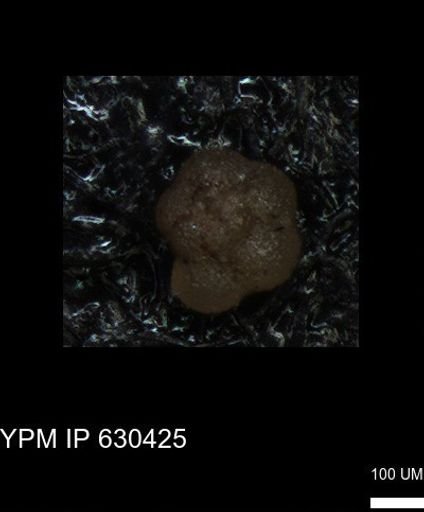 undet. Rugoglobigerinidae