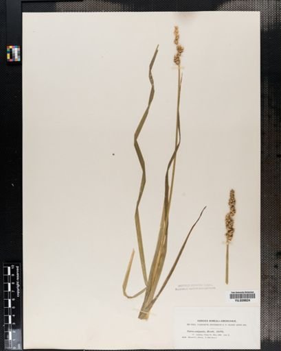 Carex conjuncta