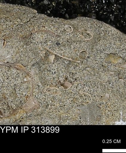 undet. Scaphopoda