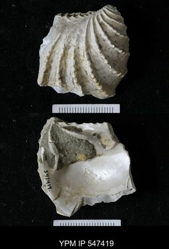 Pterotrigonia sp.